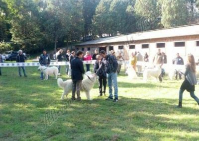 RassemblementNationalChienBergerMaremmeAbruzzes