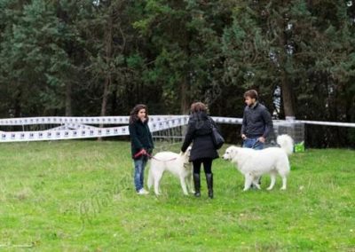 RassemblementNationalChienBergerMaremmeAbruzzes