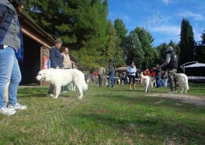 RassemblementNationalChienBergerMaremmeAbruzzes