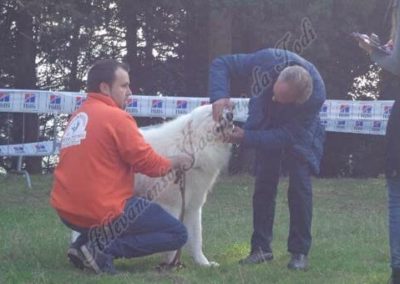 RassemblementNationalChienBergerMaremmeAbruzzes