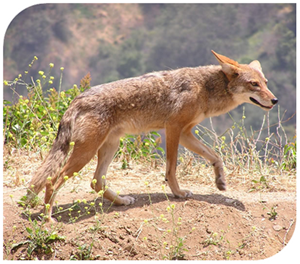 Coyotes Berger de la Maremme et Abruzzes