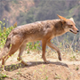 Coyotes Berger de la Maremme et Abruzzes