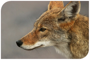 Coyotes Berger de la Maremme et Abruzzes