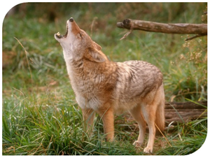 Coyotes Berger de la Maremme et Abruzzes