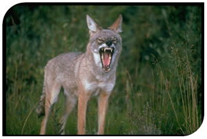 Coyotes Berger de la Maremme et Abruzzes