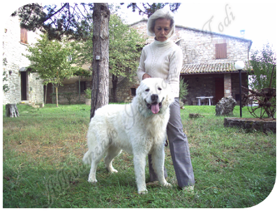 Vente Berger de Maremme et Abruzzes Jacopone de Todi