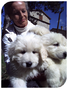 Vente Berger de Maremme et Abruzzes