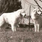 Ruby de Jacopone de Todi Berger de Maremme et Abruzze